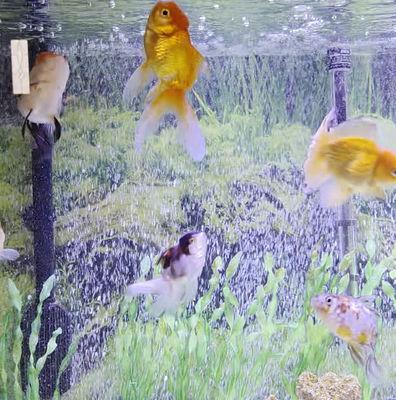 Online Goldfish Store